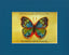 Vibrant Butterfly Print