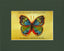 Vibrant Butterfly Print