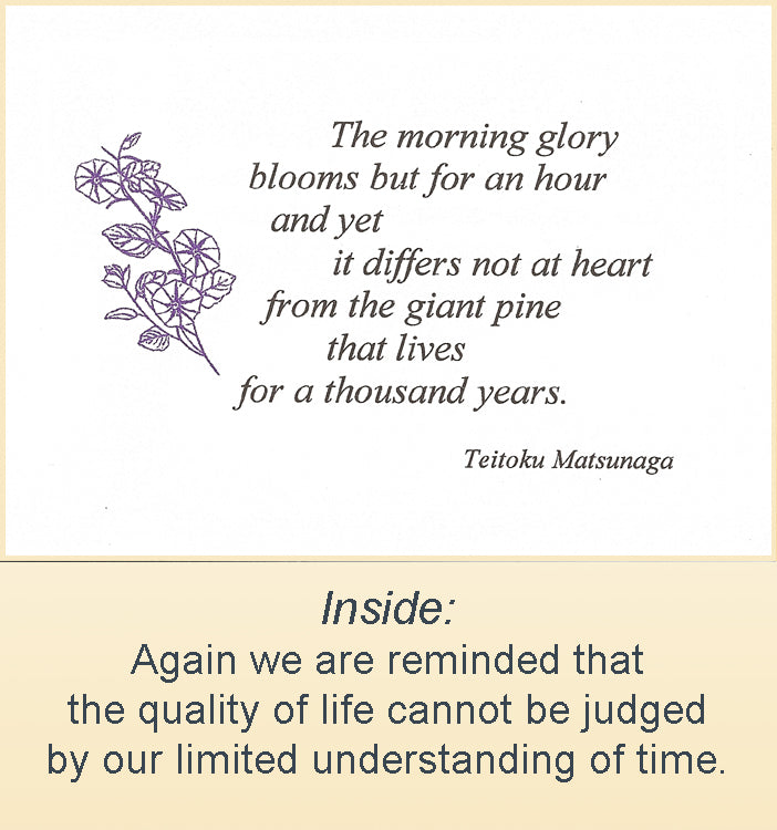 The morning glory